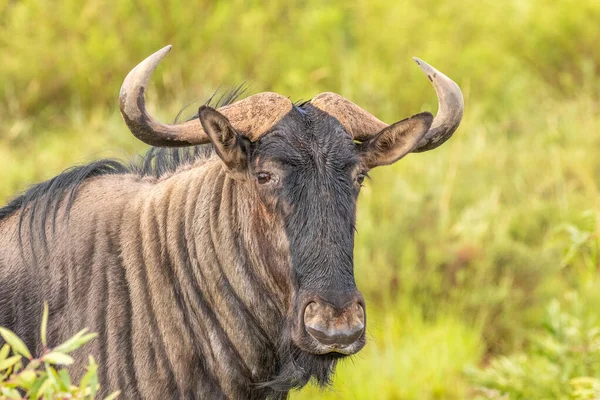 Egy Kék Gnú Connochaetes Taurinus Portréja Welgevonden Game Reserve Dél — Stock Fotó