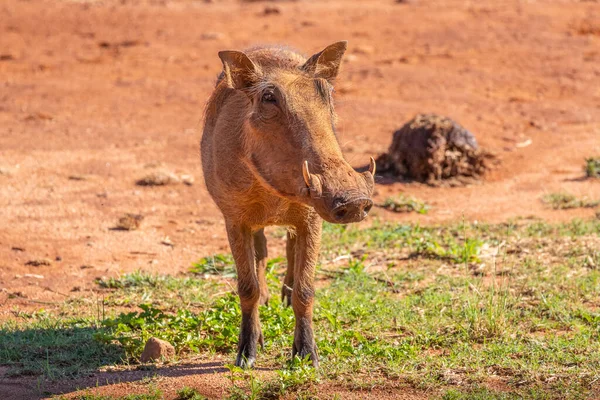 Bir yaban domuzu (Phacochoerus africanus) portresi, Welgevonden Oyun Rezervi, Güney Afrika.