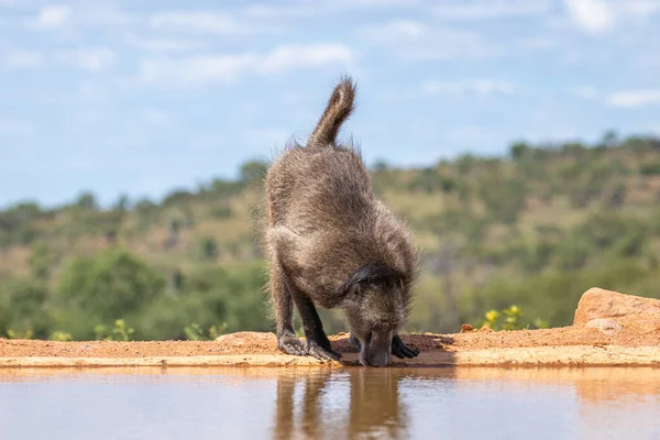 南アフリカのウェルゲベンデンゲームリザーブに隠された水位の前の水飲み場でのバブーン チャクマ — ストック写真