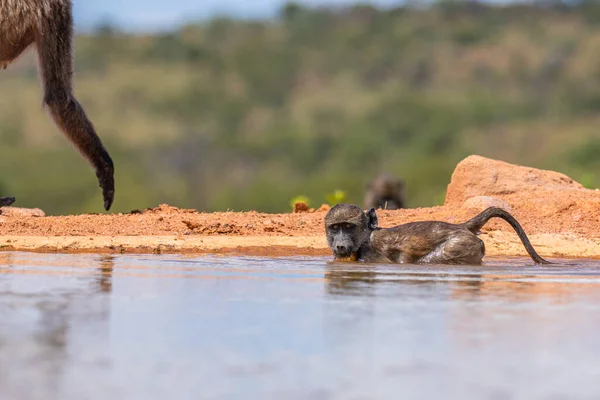 Pequeño Babuino Chacma Jugando Agua Welgevonden Game Reserve Sudáfrica — Foto de Stock