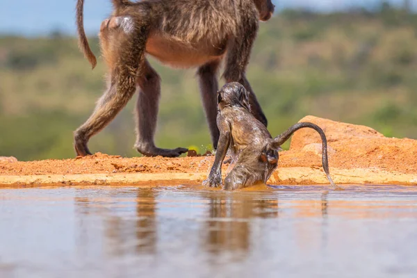 Pequeño Babuino Chacma Jugando Agua Welgevonden Game Reserve Sudáfrica — Foto de Stock