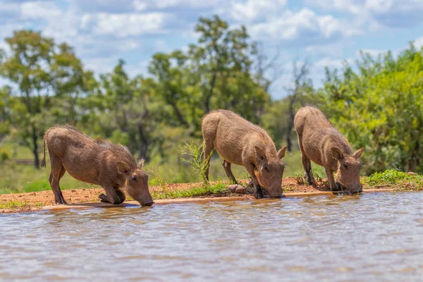 Drei Kleine Warzenschweine Phacochoerus Africanus Trinken Einem Wasserloch Welgevonden Game — Stockfoto