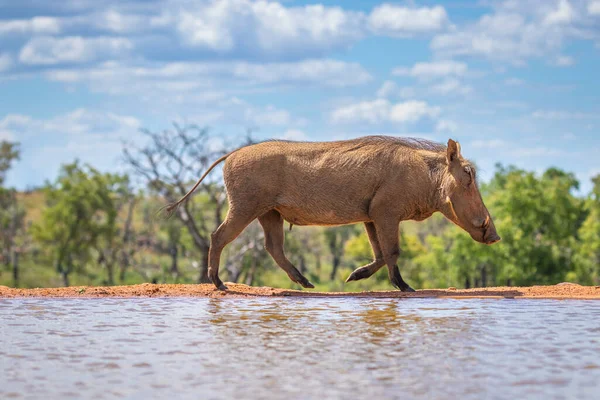 Warzenschwein Phacochoerus Africanus Läuft Einem Wasserloch Vorbei Welgevonden Wildreservat Südafrika — Stockfoto