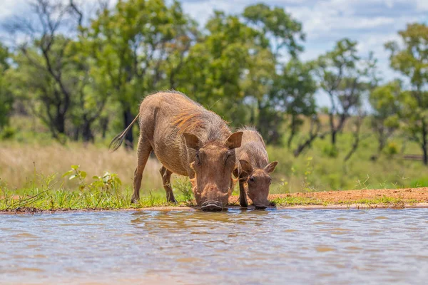 Warzenschweinmutter Phacochoerus Africanus Mit Einem Kleinen Warzenschwein Einem Wasserloch Welgevonden — Stockfoto