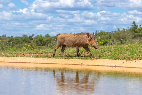 Warthog Comum Phacochoerus Africanus Caminhando Por Buraco Água Welgevonden Game — Fotografia de Stock