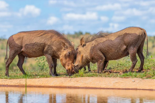 Dwóch Guwernantów Phacochoerus Africanus Przeciwko Sobie Uderzających Się Głowę Walczących — Zdjęcie stockowe