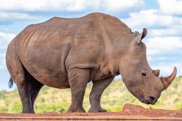 Retrato Rinoceronte Blanco Ceratotherium Simum Agua Potable Reserva Caza Welgevonden —  Fotos de Stock