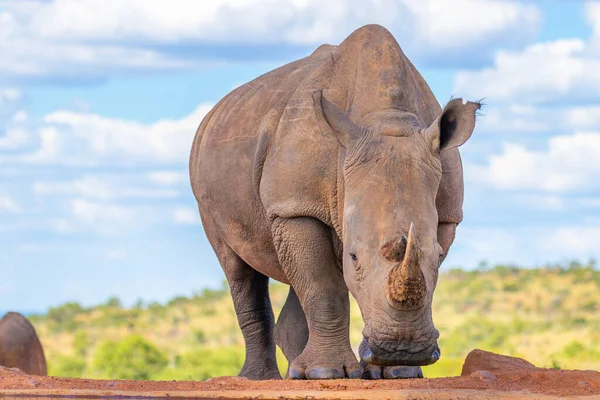 南非韦尔盖文登野生动物保护区白色犀牛 Ceratotherium Simum 饮水的肖像 — 图库照片