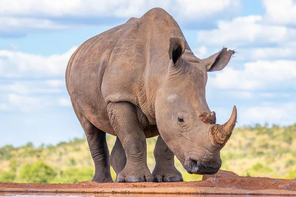 南非韦尔盖文登野生动物保护区白色犀牛 Ceratotherium Simum 饮水的肖像 — 图库照片