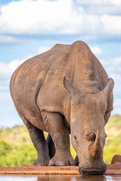 Retrato Rinoceronte Blanco Ceratotherium Simum Agua Potable Reserva Caza Welgevonden —  Fotos de Stock