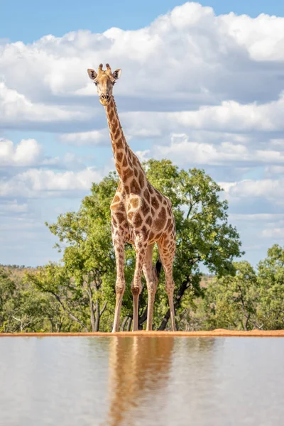 Porträt Einer Giraffe Giraffa Camelopardalis Einem Wasserloch Welgevonden Game Reserve — Stockfoto