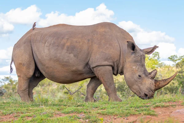 南非韦尔盖文登野生动物保护区白色犀牛 Ceratotherium Simum 的肖像 — 图库照片