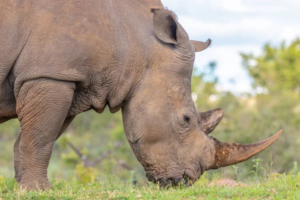 南非韦尔盖文登野生动物保护区白色犀牛 Ceratotherium Simum 的肖像 — 图库照片