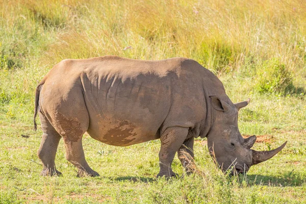 南非韦尔盖文登野生动物保护区白色犀牛 Ceratotherium Simum 的肖像 — 图库照片