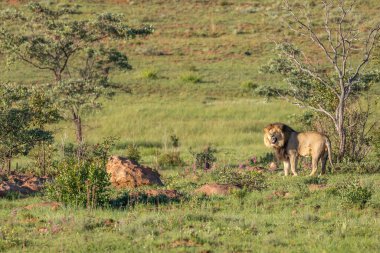 Bir erkek aslan (Panthera Leo), Güney Afrika 'daki Welgevonden oyun parkında sabah ışığında kükremektedir..
