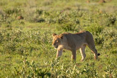 Bir aslan yavrusu (Panthera Leo) savanda sabah ışığında yürüyor, Welgevonden Oyun Rezervi, Güney Afrika.