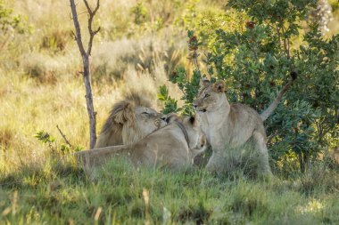Lion pride (Panthera Leo) play, Welgevonden Game Reserve, Güney Afrika.