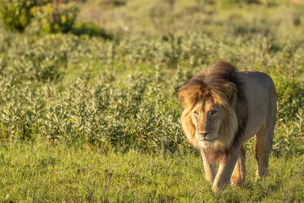 Lion Mâle Panthera Leo Marchant Dans Lumière Matin Dans Savane — Photo