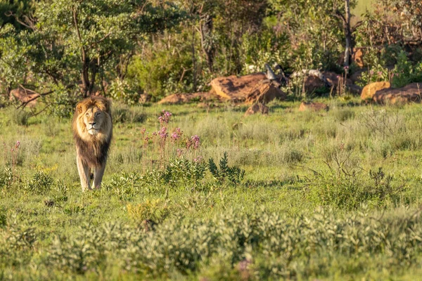 Male Lion Panthera Leo Standing Morning Light Savannah Welgevonden Game — Stock Photo, Image