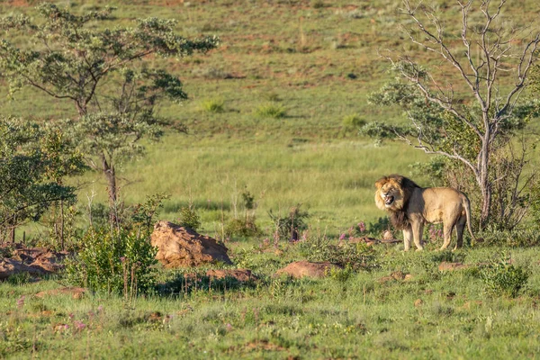 Een Mannelijke Leeuw Panthera Leo Brullend Het Ochtendlicht Savanne Welgevonden — Stockfoto