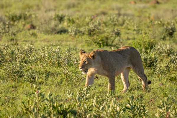 Een Leeuwenwelp Panthera Leo Wandelend Het Ochtendlicht Savanne Welgevonden Game — Stockfoto