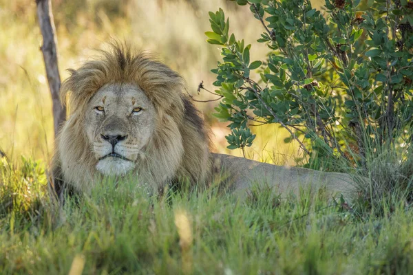 Europese Bijeneter Merops Apiaster Zittend Een Tak Welgevonden Game Reserve — Stockfoto