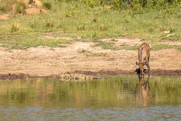 잡이새 Merops Apiaster 가지에 남아프리카 공화국 Welgevonden Game Reserve — 스톡 사진