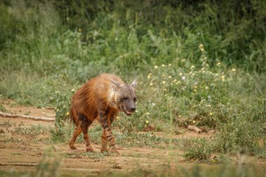 Kahverengi sırtlan (Hyaena brunnea) yürüyor, Madikwe Oyun Rezervi, Güney Afrika.