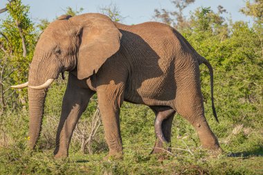A wild male bush elephant ( Loxodonta Africana) showing his dominance, a bull with ears spread and a big penis, Madikwe Game Reserve, South Africa.
