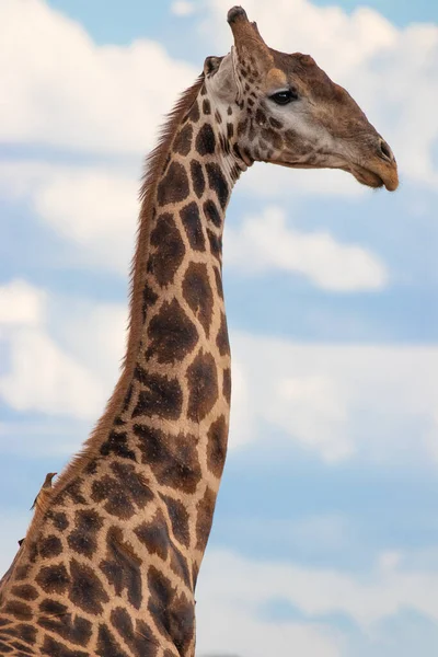Primer Plano Una Jirafa Giraffa Camelopardalis Reserva Caza Madikwe Sudáfrica —  Fotos de Stock