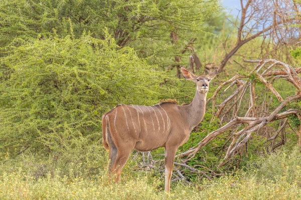 암컷큰 Tragelaphus Strepsiceros Madikwe Game Reserve South Africa — 스톡 사진