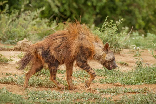 Hiena Marrón Hyaena Brunnea Caminando Reserva Caza Madikwe Sudáfrica — Foto de Stock