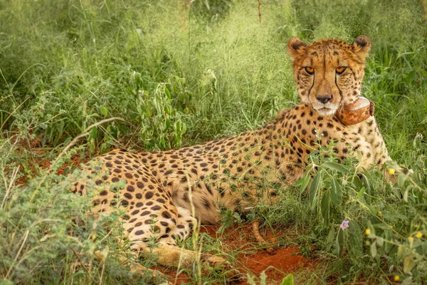 Geparden Acinonyx Jubatus Ruhen Madikwe Game Reserve Südafrika — Stockfoto