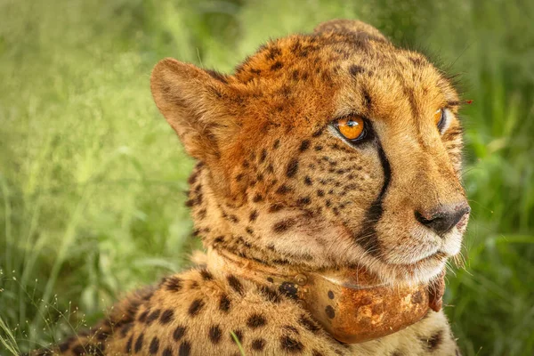 Cheetah Acinonyx Jubatus Descansando Reserva Caza Madikwe Sudáfrica — Foto de Stock