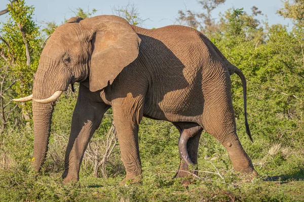 A wild male bush elephant ( Loxodonta Africana) showing his dominance, a bull with ears spread and a big penis, Madikwe Game Reserve, South Africa.