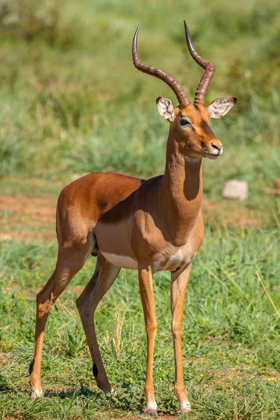 Porträt Einer Impala Aepyceros Melampus Madikwe Game Reserve Südafrika — Stockfoto