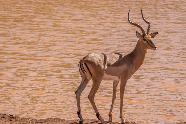 Impala Aepyceros Melampus Einem Wasserloch Madikwe Game Reserve Südafrika — Stockfoto