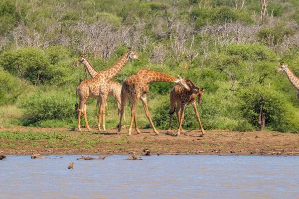Tower Giraffes Giraffa Camelopardalis Fighting River Madikwe Game Reserve South — Stock Photo, Image