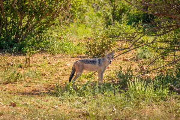 視聴者を見て茂みの中に立つブラックバックジャッカル Canis Mesomelas 南アフリカのMadikweゲームリザーブ — ストック写真