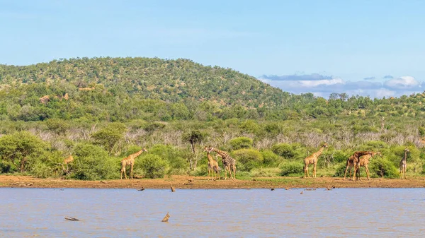 Eine Gruppe Giraffen Giraffa Camelopardalis Fluss Madikwe Game Reserve Südafrika — Stockfoto