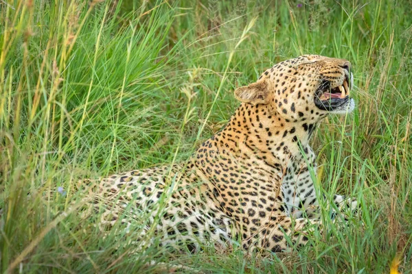 Africký Leopard Panthera Pardus Ležící Trávě Ukazuje Zuby Zblízka Madikwe — Stock fotografie