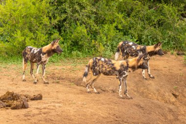 Bir grup Afrikalı vahşi köpek (Lycaon Pictus) kulaklarıyla bakıyor ve dinliyor, Madikwe Oyun Rezervi, Güney Afrika.