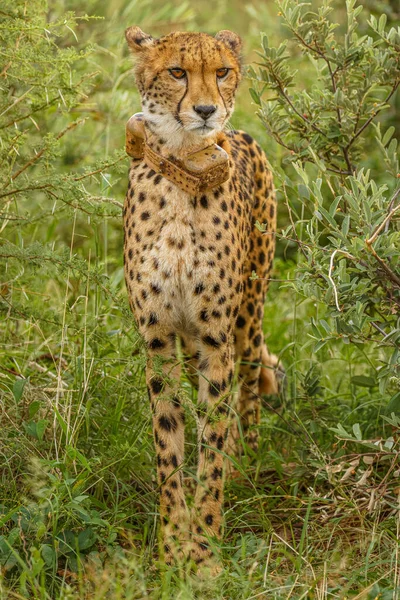 Portrait Guépard Acinonyx Jubatus Avec Collier Tête Vue Réserve Gibier — Photo