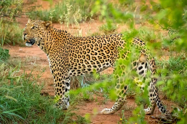 Leopardo Africano Panthera Pardus Mirando Alerta Reserva Caza Madikwe Sudáfrica —  Fotos de Stock