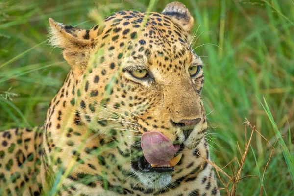 Afrikanischer Leopard Panthera Pardus Liegt Gras Und Zeigt Seine Zunge — Stockfoto