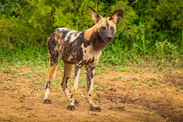 Afrykański Dziki Pies Lycaon Pictus Czujny Madikwe Game Reserve Republika — Zdjęcie stockowe