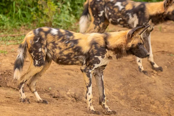 Perro Salvaje Africano Lycaon Pictus Mirando Escuchando Con Sus Oídos — Foto de Stock