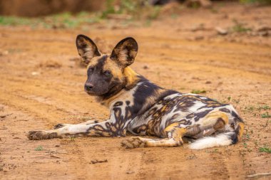 African wild dog ( Lycaon Pictus) resting, Madikwe Game Reserve, South Africa. clipart