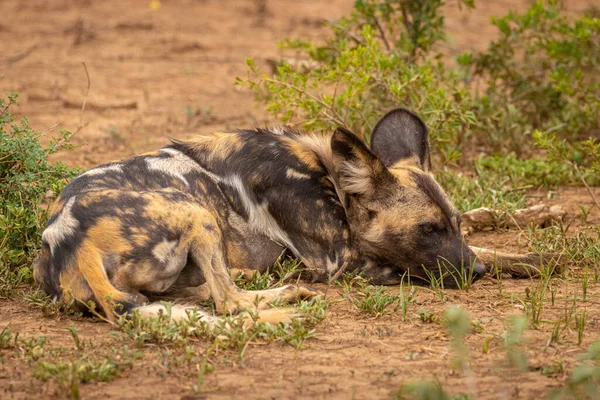 Perro Salvaje Africano Lycaon Pictus Descansando Reserva Caza Madikwe Sudáfrica — Foto de Stock