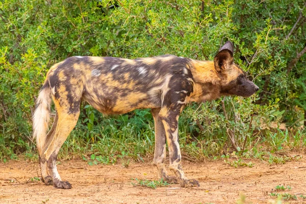 Perro Salvaje Africano Lycaon Pictus Descansando Reserva Caza Madikwe Sudáfrica — Foto de Stock